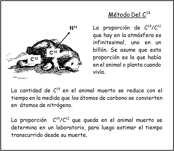 Estimación De La Época En Que Vivió Un Animal O Planta Estimación De La Época En Que Vivió Un Animal O Planta