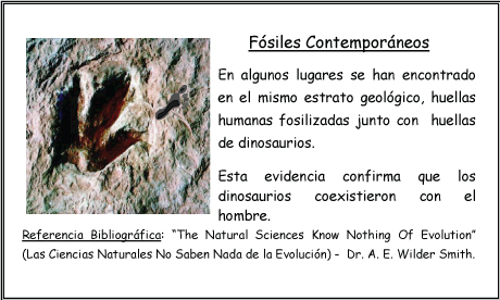 Fósiles Contemporáneos Fósiles Contemporáneos