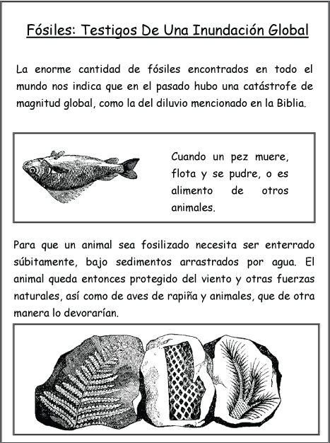 Fósiles: Testigos De Una Inundación Global Fósiles: Testigos De Una Inundación Global