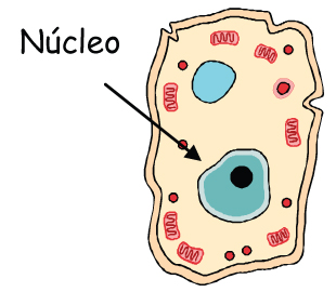 El Núcleo En La Célula